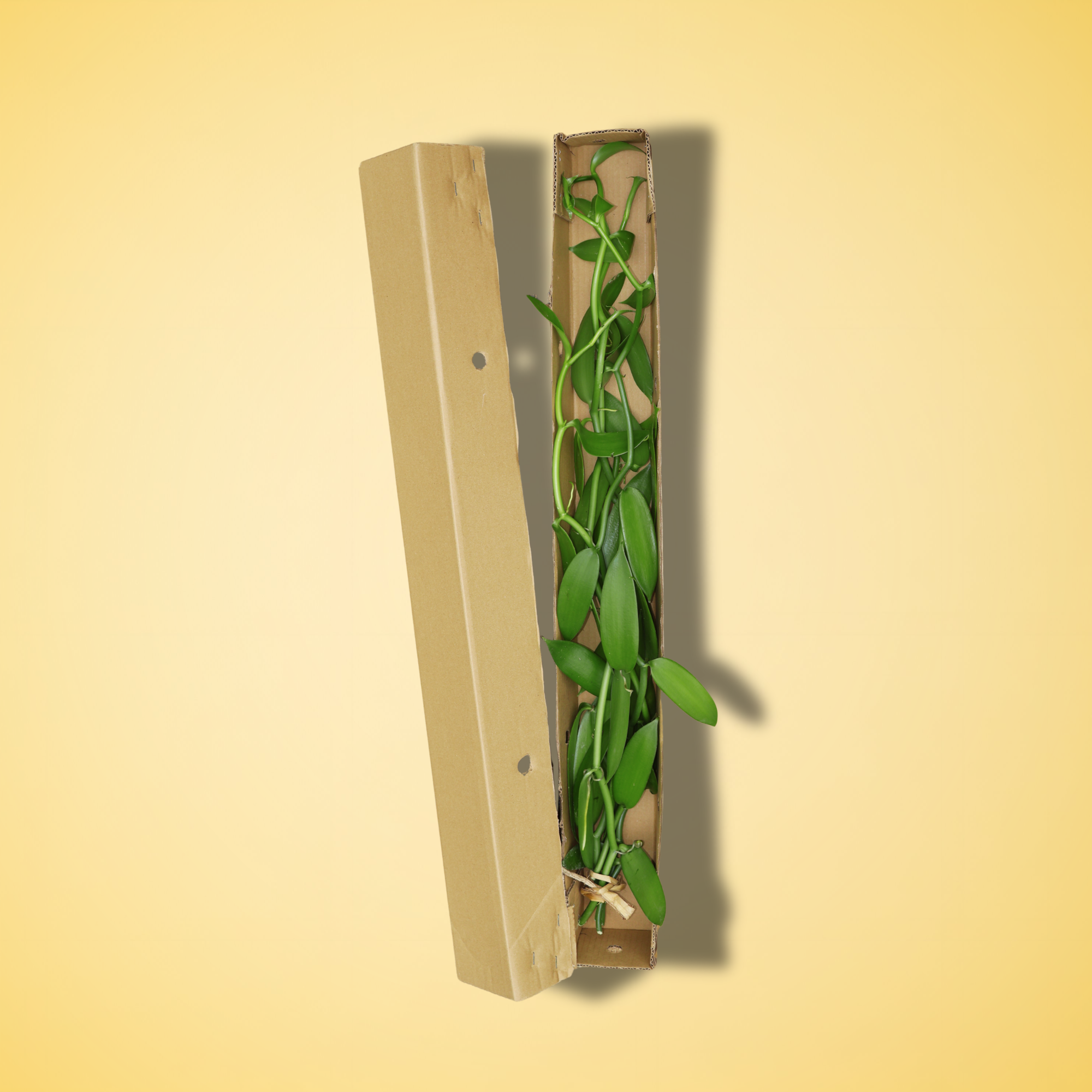 Vanilla Cuttings