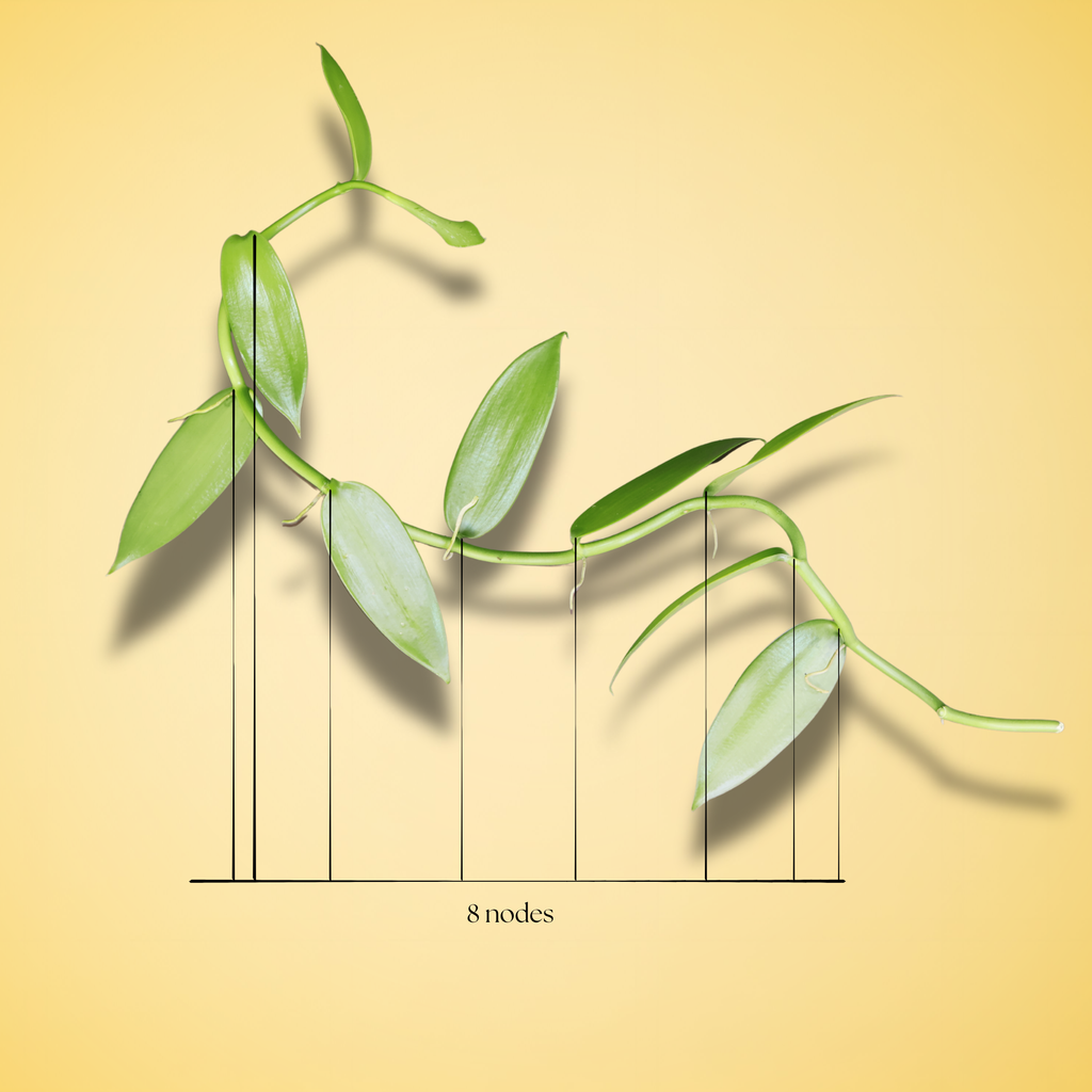 Vanilla Cuttings