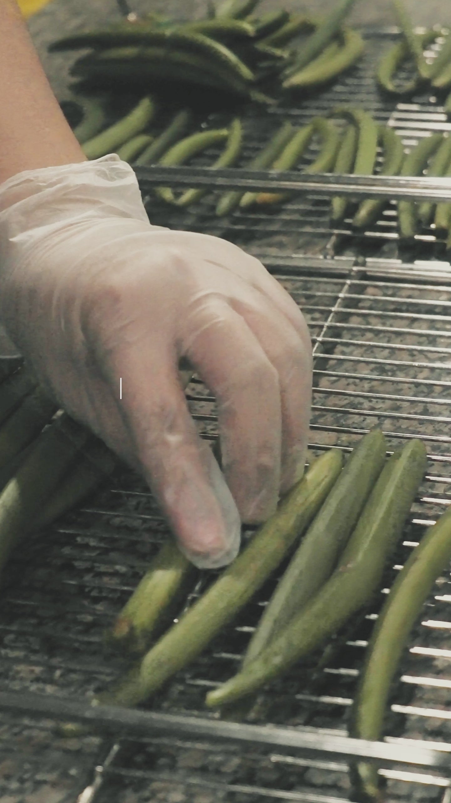 Vanilla Cuttings